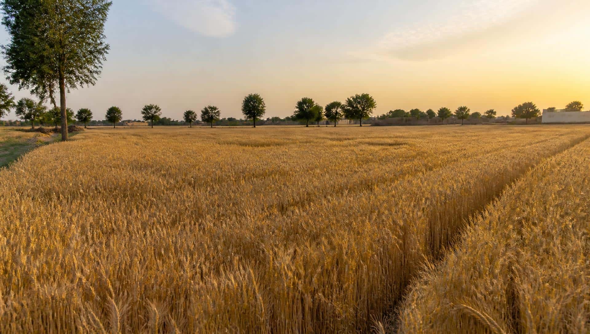 دیہی پاکستان میں کٹائی کے لیے تیار گندم کا کھیت