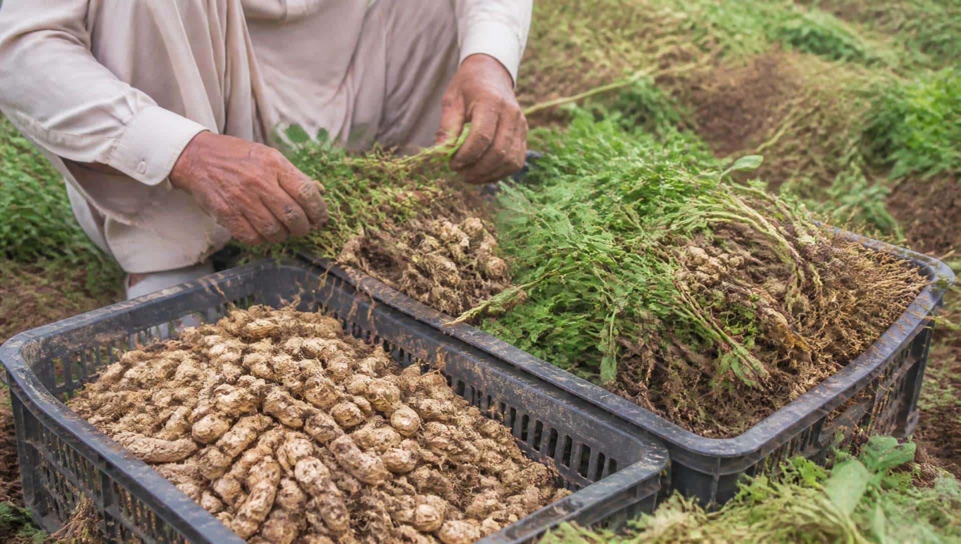 کھڑی فصل کے ساتھ کاشت شدہ زرعی زمین